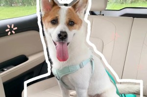 狗狗坐车的注意事项（保障狗狗安全出行，让它们享受旅途的乐趣）