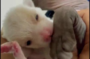 幼犬的眼睛何时能够睁开？（探究幼犬眼睛睁开的时间与原因）