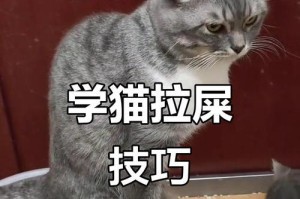 小猫的排便频率及影响因素（探索小猫排便习惯的奥秘——以15天大的小猫为例）