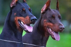 了解观赏犬的世界（探索世界上最受欢迎的观赏犬品种）