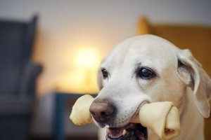 狗狗是否真的需要吃骨头？（骨头对狗狗的潜在伤害及合理的骨头喂养方式）