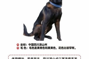 世界上最受欢迎的十大狗品种（了解这些狗狗的特点和魅力，选择适合你的宠物伙伴）
