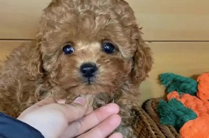 三个月的小泰迪为什么脸是尖尖的？（探秘小泰迪独特的面部特征及相关原因）
