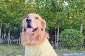选择狗狗衣服的秘诀（如何为你的爱犬选购合适的服饰）