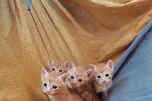 初识小猫的温柔世界（追寻小猫的纯真足迹）
