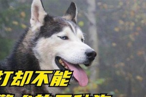 警犬培训的条件及藏獒不适合当警犬的原因（探索警犬培训的必备要素和藏獒作为警犬的限制）