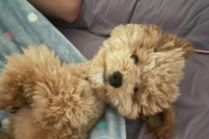三个月小狗睡眠时间对健康的影响（探索三个月小狗的睡眠需求和好处）
