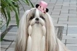 养西施犬，选择你最好的宠物伙伴（宠爱西施犬，关键在于选择合适的品种）
