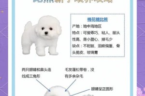 比熊狗的怀孕周期与分娩时间（揭秘比熊狗的繁殖过程，了解其怀孕周期和分娩时间）