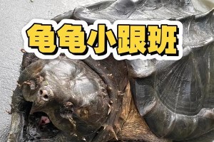 以龟养成需要多久的时间？（龟养成的时间因素及对养龟者的要求）