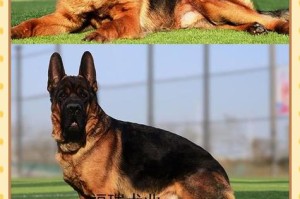 2022年纯种德国牧羊犬价格公布！（了解最新价格趋势，为你的新家庭成员做好准备）