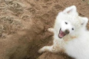 以狗挖坑为什么不吉利？（探究民间迷信背后的原因与影响）