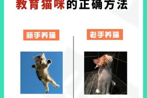 秋天养猫咪的误区（揭秘养猫误区，秋季养猫咪需注意的关键）