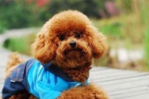 如何给小泰迪狗起一个合适的名字？（从性别、外貌到性格，挑选与小泰迪狗相符的名字是个艰巨的任务！）