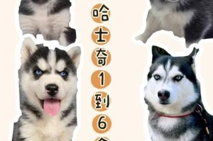 哈士奇幼犬的成长历程（从小可爱到成年魅力，哈士奇幼犬要经历多久的时间？）