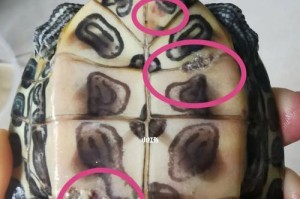 探秘神奇的巴西龟腐皮（巴西龟腐皮）