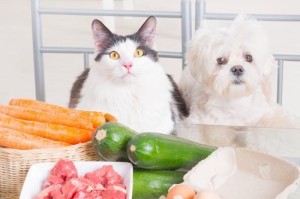 刚满月小猫的饮食（了解刚满月小猫的饮食需要知道的关键点）