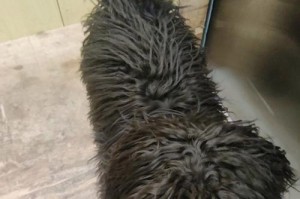 泰迪狗胎毛剃毛频率及注意事项（了解泰迪狗剃毛的最佳时机和正确方法）