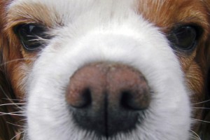 狗狗鼻子上长了白色的东西，怎么办？（鼻腔异常现象和治疗方法）