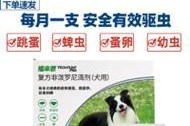 比熊犬驱虫药选择指南（选择适合小型犬的比熊驱虫药，守护它们的健康）