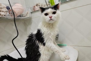猫咪的第一天到家（新成员的到来——猫咪的适应与照顾）