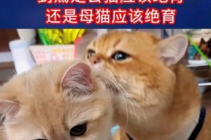 公猫绝育的最佳时间（了解公猫绝育的最佳时机及相关事宜）