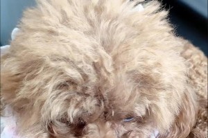 泰迪宝宝分窝时间及建议（探讨泰迪宝宝何时分窝，如何帮助他们适应新环境）