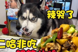 狗不能吃辣椒的原因（宠物狗的食谱应该避免辣椒）