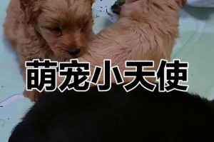 泰迪犬抱回家后多久才能洗澡？（了解适合给泰迪犬洗澡的最佳时机和方法）