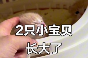 小猫成长周期的探究（揭秘小猫成长周期的奥秘）