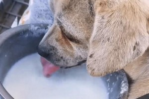 为什么狗狗喜欢闻你的裤裆？（探究狗狗为何对裤裆敏感的原因及科学解释）