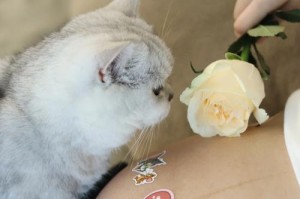 怀孕期间是否适合养宠物？（宠物是否会对胎儿造成畸形？）