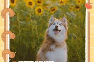 狗拔牙后多久喝水？解答你的疑惑（狗拔牙术后饮水时间和注意事项，了解一下！）