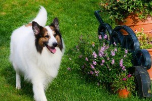 怎么饲养巴色特犬？高质量的巴色特犬饲养技巧和注意事项