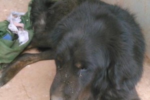 藏獒怀孕的表现及注意事项（了解藏獒怀孕的重要性以及需要关注的细节）
