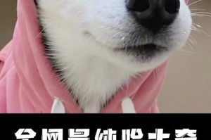 揭秘哈士奇的纯净之谜——关键看这5点（别被骗了！了解哈士奇纯不纯的关键要素）