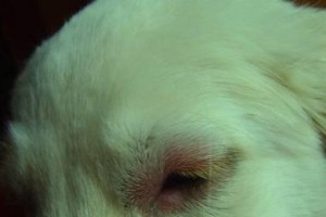 狗过敏（了解狗过敏的关键因素，预防和缓解过敏症状）