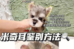 如何鉴定雪纳瑞是不是纯种？（六种方法帮助您准确鉴定雪纳瑞的纯种程度）