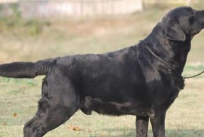 了解以平毛巡回犬的饮食需求（为你的宠物提供适合以平毛巡回犬的狗粮）