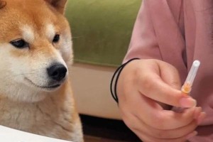 大狗打疫苗后多久可以喝水？（关于大狗接种疫苗后喝水的注意事项及时间安排）