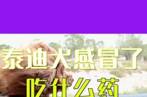 泰迪犬伤痛药物指南（选择合适的药物帮助泰迪犬舒缓伤痛）