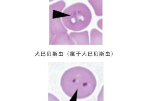 狗肠道疾病（了解狗肠道疾病的常见类型及其应对策略）