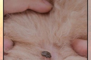 如何判断狗狗是否需要做驱虫？（狗狗出现这些现象，赶紧带去兽医检查）