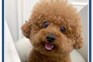 泰迪犬的喂食指南（从小到大，如何正确喂养你的泰迪犬）