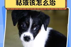 狗狗呕吐的治疗和护理方法（如何帮助狗狗快速处理呕吐问题）