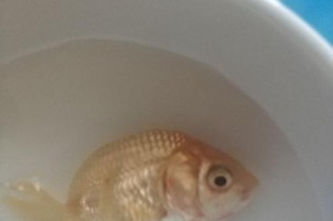 观赏鱼外伤不能拖，小毛病或成大问题（保护观赏鱼健康，及时处理外伤，避免后悔）