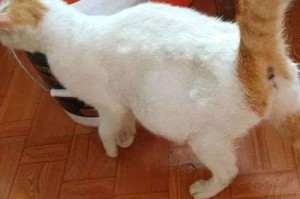 治疗母猫阴道感染的药物选择及注意事项（了解母猫阴道感染的常见药物、剂量和用法）