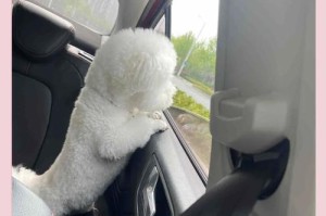 养比熊犬的关键注意事项（打造快乐健康的比熊犬生活）