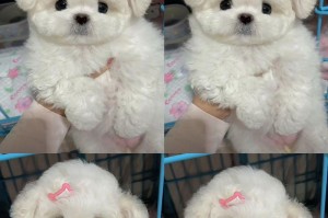 比熊犬的饮食需求与健康成长（根据年龄和需求，了解比熊犬的合理饮食量）