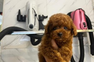 以泰迪狗狗打什么疫苗？（了解泰迪狗狗的疫苗需求，保护它们的健康）